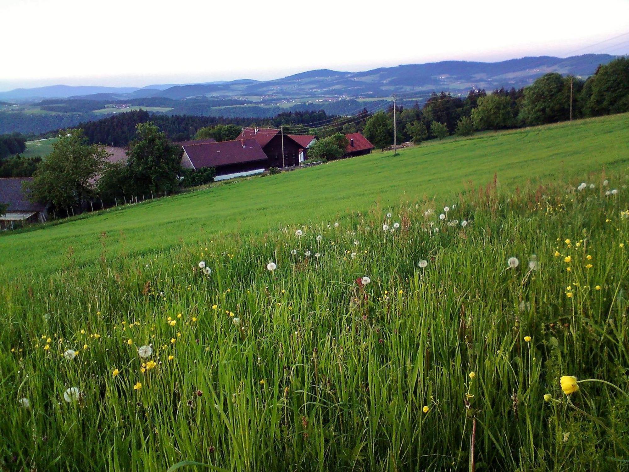 Gasthof-Pension Zum Haugstein - Familie Eder Энгельхартсцелль Экстерьер фото